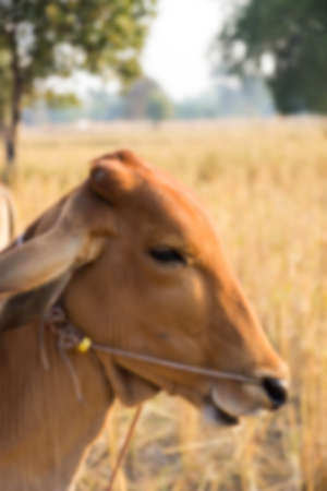 blurry defocused of asian cow in rice paddy field for backgroundの写真素材