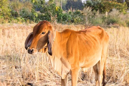 asian cow in rice paddy field in countryside for backgroundの写真素材