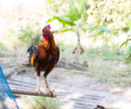blurry defocused of chicken in the farm for backgroundの写真素材