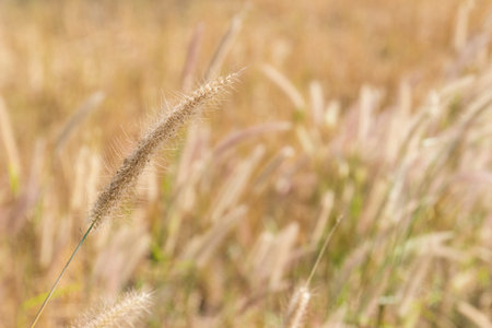 grass flower in the paddy field in windy day