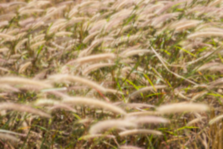 blurry defocused grass flower in the paddy field in windy day for backgroundの写真素材