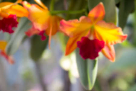 blurry defocused image of yellow and red orchid for backgroundの写真素材