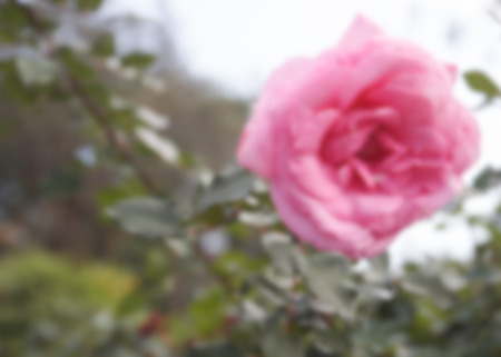 blurry defocused image of blooming pink rose in the garden for backgroundの写真素材