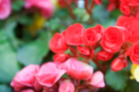 blurry defocused image of pink, red begonia flower in flowerbed for backgroundの写真素材