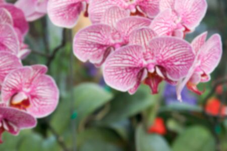 blurry defocused image of purple orchid flower in flowerbed for backgroundの写真素材