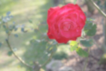 blurry defocused image of blooming red rose in the garden for backgroundの写真素材