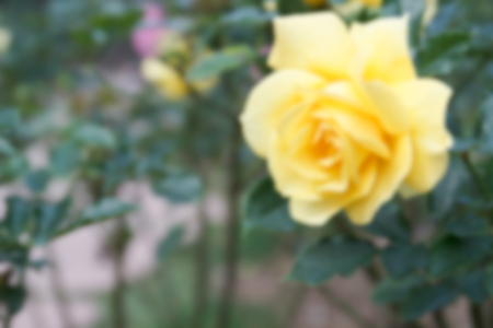 blurry defocused image of blooming yellow rose in the garden for backgroundの写真素材