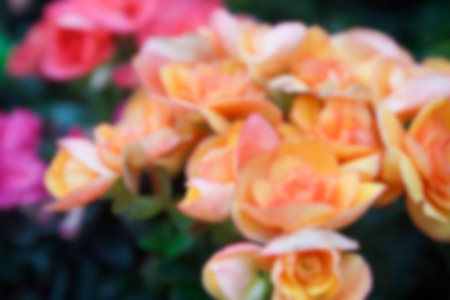 blurry defocused image of orange begonia flower in flowerbed for backgroundの写真素材