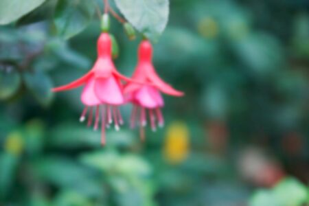 blurry defocused image of lady's eardrops flower for backgroundの写真素材