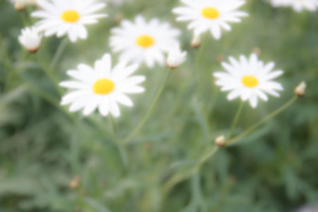 blurry defocused image of white daisy flower in flowerbed for backgroundの写真素材