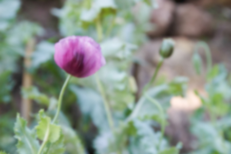 blurry defocused image of purple opium flower for backgroundの写真素材