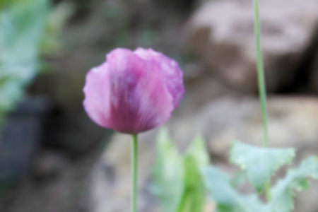 blurry defocused image of purple opium flower for backgroundの写真素材