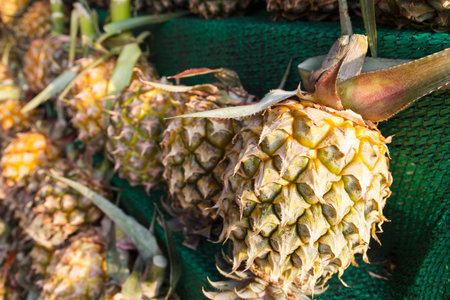 row of pineapple on shelf for sale at the market
