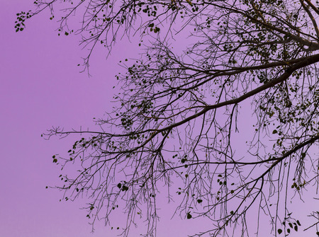 branch and leaves with purple sky for abstract backgroundの写真素材