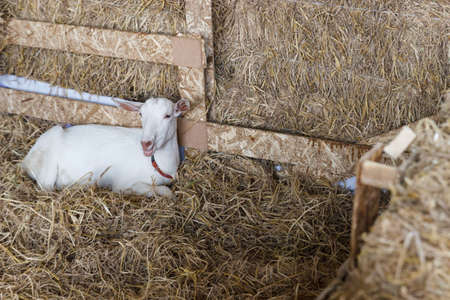 white domestic goat in the agricultural farmの写真素材