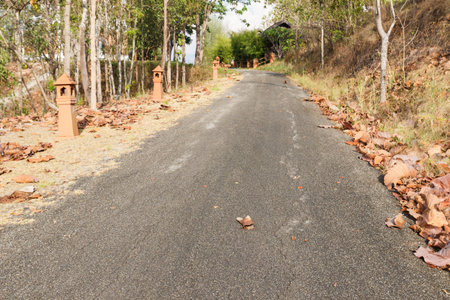 road in the forest covered with dried leaves in autumn