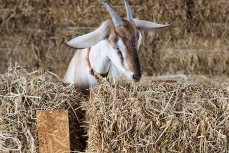 brown domestic goat in the agricultural farmの写真素材