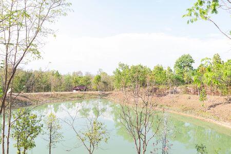 view of the pond in the forestの写真素材