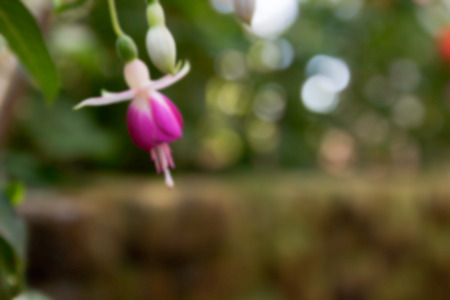 blurry defocused image of lady's eardrops flower for backgroundの写真素材