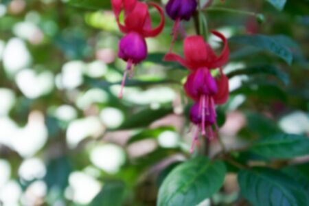 blurry defocused image of lady's eardrops flower for backgroundの写真素材