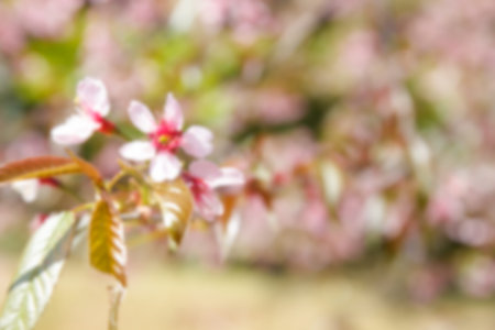 blurry defocused image of blooming pink flower of Wild Himalayan Cherry in rural thailand for backgroundの写真素材
