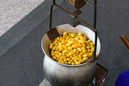 cocoon in the pot for producing silk floss yarnの写真素材