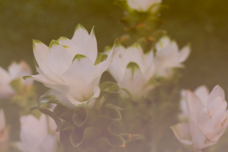 bunch of  blooming purple Siam Tulip, soft focus and vintage toneの写真素材