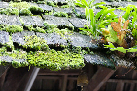 fern, moss and plant growing on the old pavilion roofの写真素材