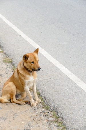 brown asian dog sitting beside the roadの写真素材