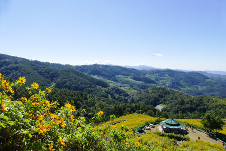 Mae Hong Son, Thailand - November 22, 2015: Tourist travel to see blooming Mexican sunflower all over the hill at Doi Mae U-kho in Mae Hong Son, Thailand on November 22, 2015.のeditorial素材