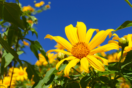 Tree marigold, Mexican tournesol, Mexican sunflower, Japanese sunflower, Nitobe chrysanthemumの写真素材