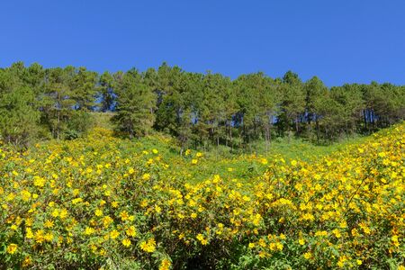 Tree marigold, Mexican tournesol, Mexican sunflower, Japanese sunflower on the hillの写真素材