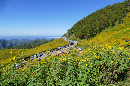 Mae Hong Son, Thailand - November 22, 2015: Tourist travel to see blooming Mexican sunflower all over the hill at Doi Mae U-kho in Mae Hong Son, Thailand on November 22, 2015.のeditorial素材