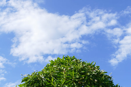 top of the tree, white flower, cloud and blue sky for abstract backgroundの写真素材