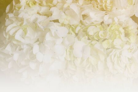 bouquet of blooming white hydrangea in the garden (color filter and soft focus)の写真素材