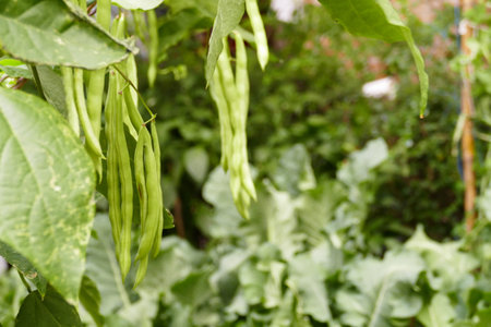 pod of bush bean growing in the agricultural organic farm