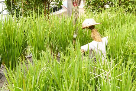 scarecrow in rice paddy field in agricultural organic farmの写真素材