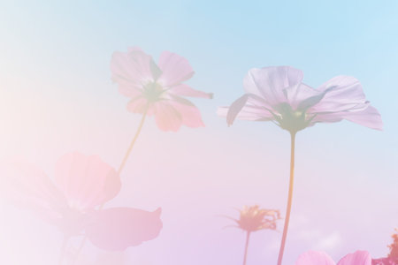 blooming cosmos flower meadow with blue sky background (color filter and soft focus)