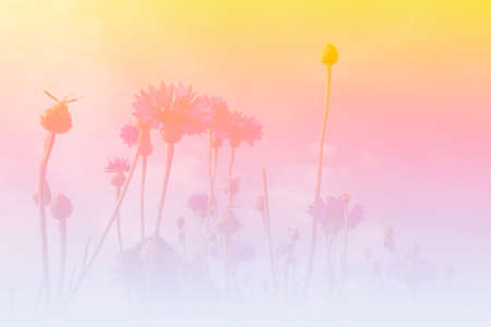 purple Cornflower or Bachelor's Button meadow with blue sky background (color filter and soft focus)の写真素材