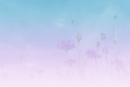 purple Cornflower or Bachelor's Button meadow with blue sky background (color filter and soft focus)