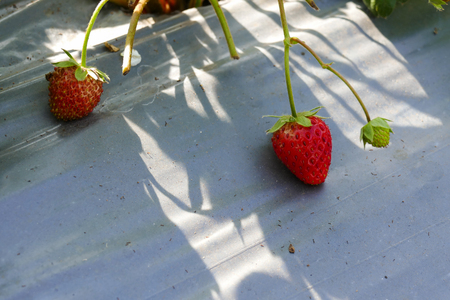 strawberry fruit harvest from the agricultural farmの写真素材
