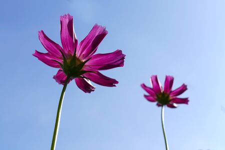 blooming cosmos flower meadow with blue sky backgroundの写真素材