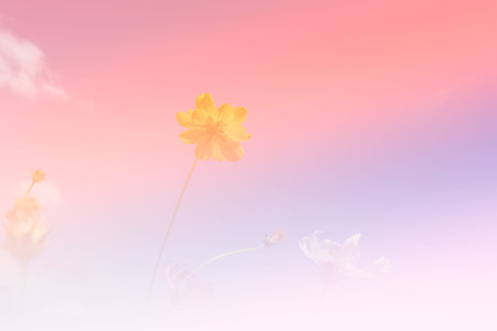 blooming cosmos flower meadow with blue sky background (color filter and soft focus)