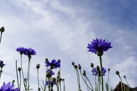 purple Cornflower or Bachelor's Button meadow with blue sky backgroundの写真素材