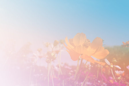 blooming cosmos flower meadow with blue sky background (color filter and soft focus)の写真素材