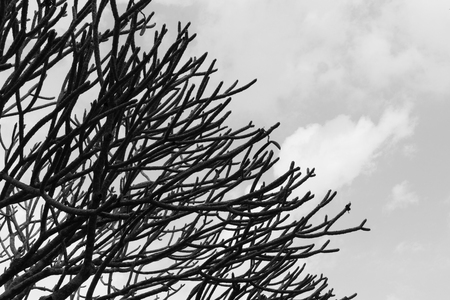 bare branch of frangipani plumeria tree, black and whiteの写真素材
