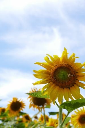 blooming sunflower in the field with blue sky backgroundの写真素材