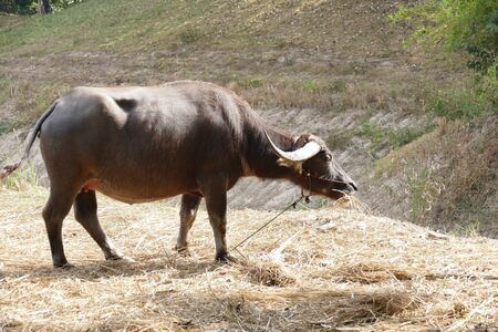 brown cow eating straw in ranch farmlandの写真素材
