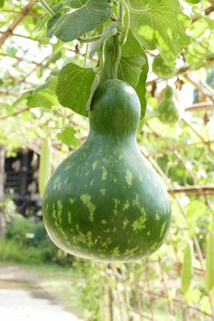 gourd calabash growing on arch pergolaの写真素材