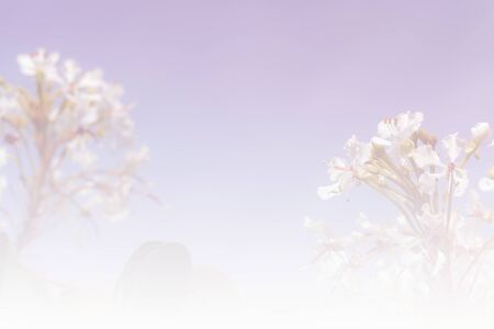bunch of blooming white flower and sky background with soft focus and color gradientの写真素材